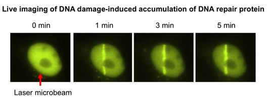 Laser microirradiation